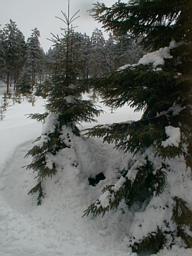 verschneite Bume im Fichtelberggebiet