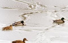 Enten auf dem Schloteich