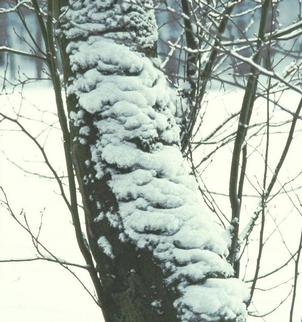 Baum mit Schnee