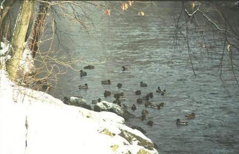 Enten in der Chemnitz