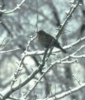 Vogel im Baum