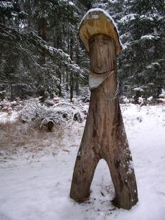 Baum am Sinnenpfad