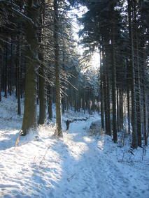 Im Wald