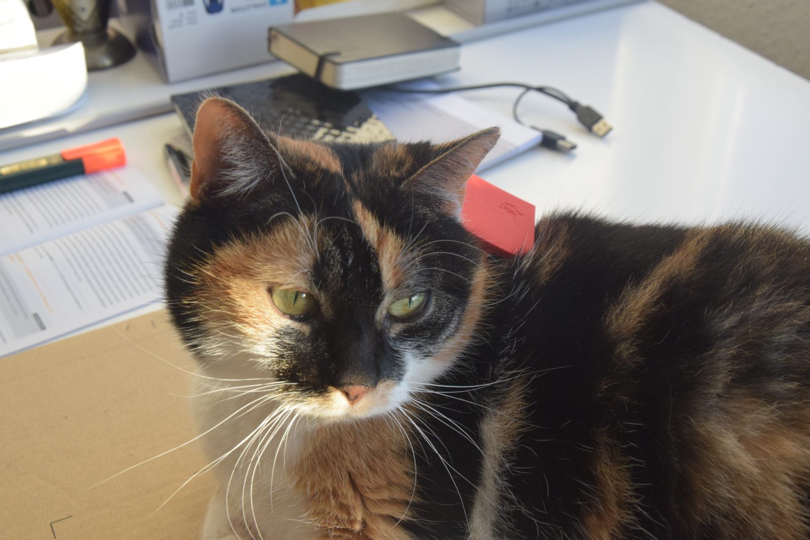 Sensorprobe mounted on house cat tracking movement