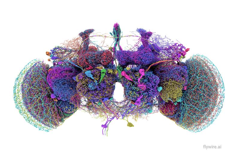 Image showing the general brain structure of fruit fly.