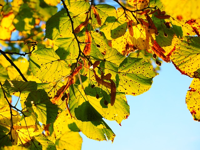 Abbildung gelbgefärbter Herbstblätter an einem Baum
