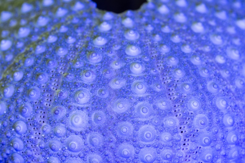 Korallenoberfläche, als Vorbild zur Ableitung technischer Strukturen an Funktionsflächen