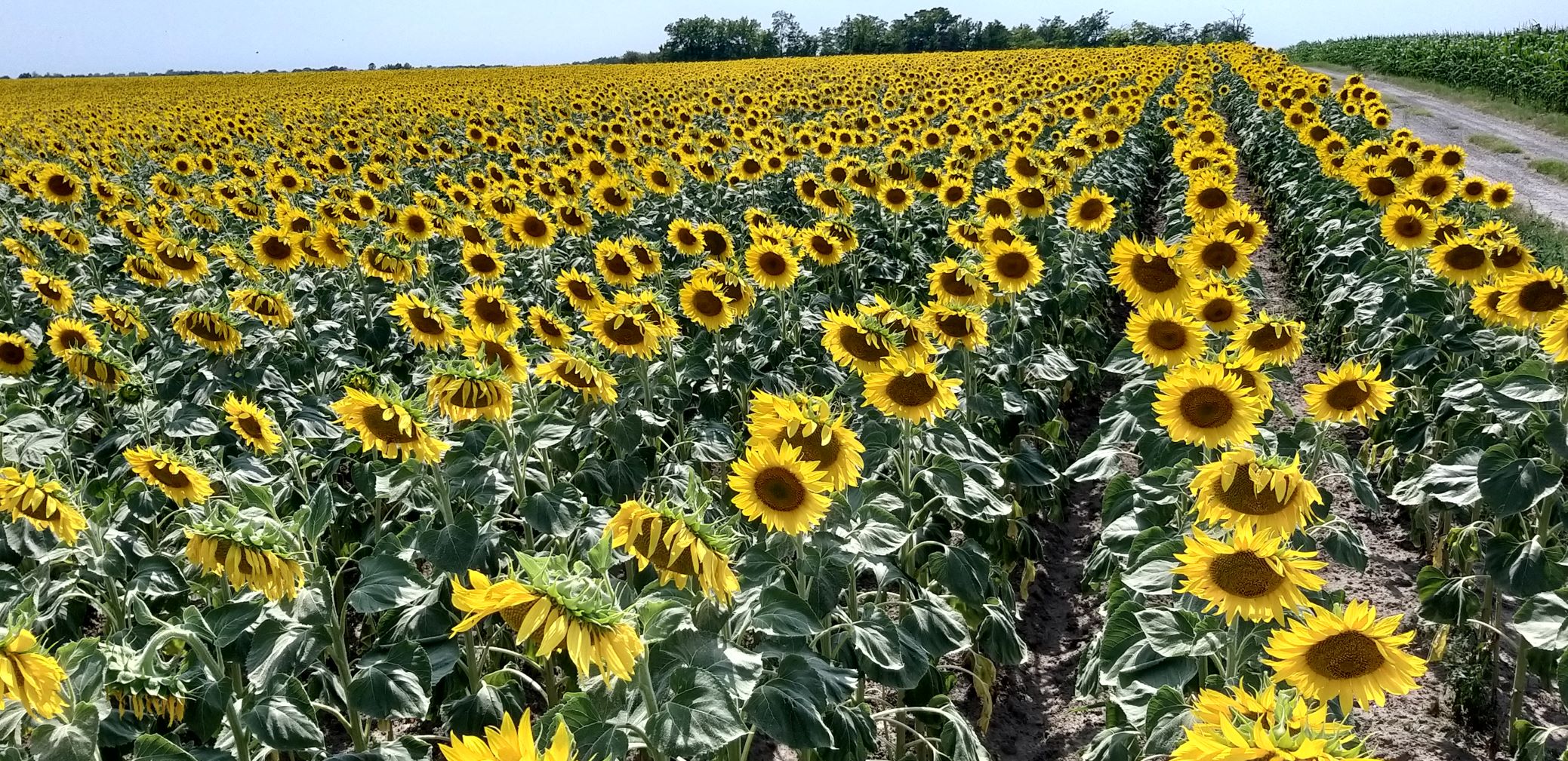 sunflowers palic image