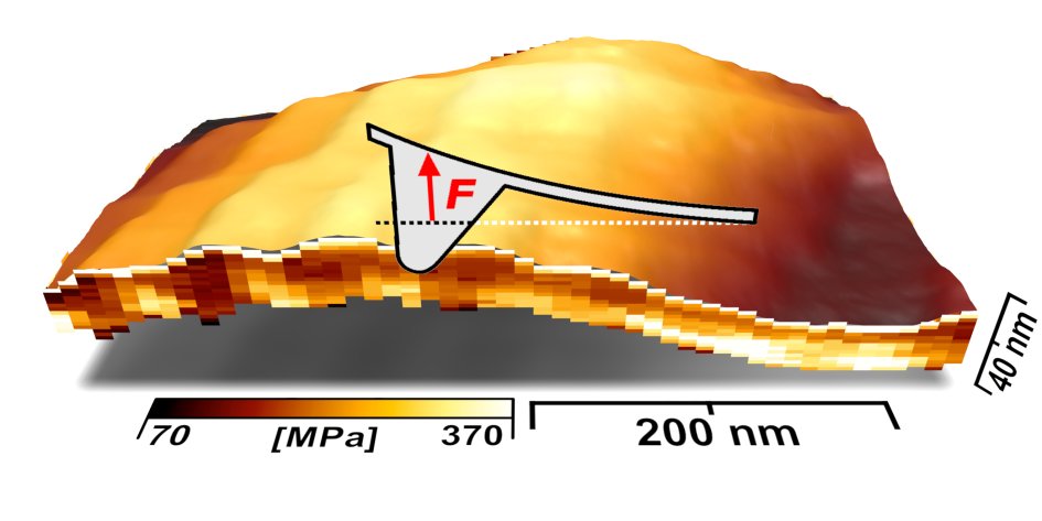 3D-Tiefenprofil von Kollagenfibrillen aus einer Schafsehne