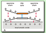 Functional bisimide dyes bound via electrostatic interactions to oxide nanostructures generated by AFM lithography