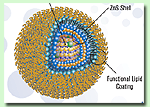Formation Principles and Exciton Relaxation in SemiconductorQuantum Dot-Dye Nanoassemblies