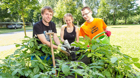 Drei Studierende pflegen ein Beet auf dem Uni-Campus.