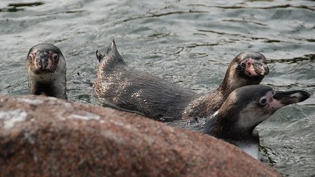 Drei Pinguine schwimmen im Wasser.