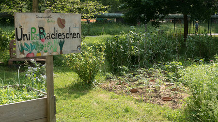 Verschiedene Pflanzen in einem Garten, in dem ein Schild mit der Aufschrift UniPaRadieschen steht.