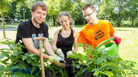 Three students plant tomatoes in the Permaculture Garden on campus
