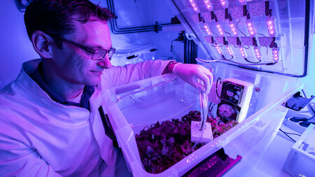 Ein Mann im weißen Kittel arbeitet im Labor an einem Behälter mit Pflanzen.