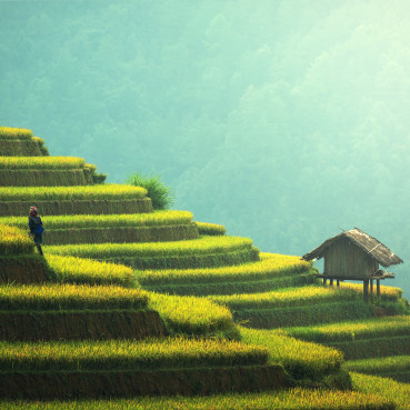 Im Bild ist eine Terrassenlandschaft mit einer kleinen Holzhütte in China zu sehen.