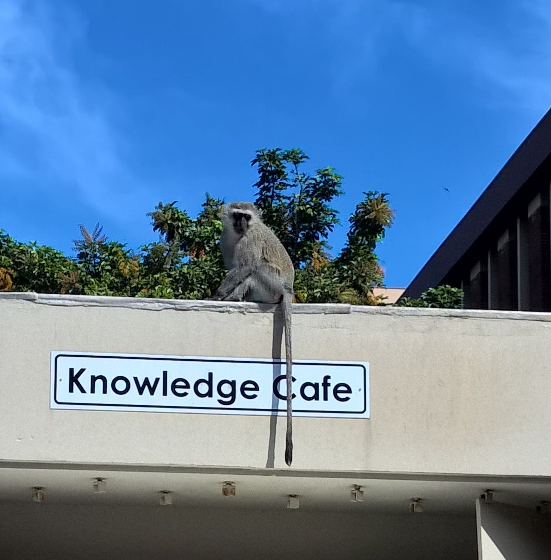 knowledge cafe with monkey